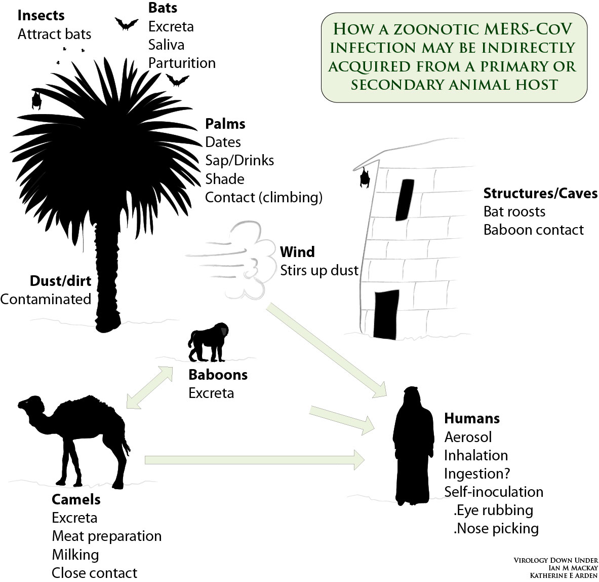 MERS-Transmission-Model