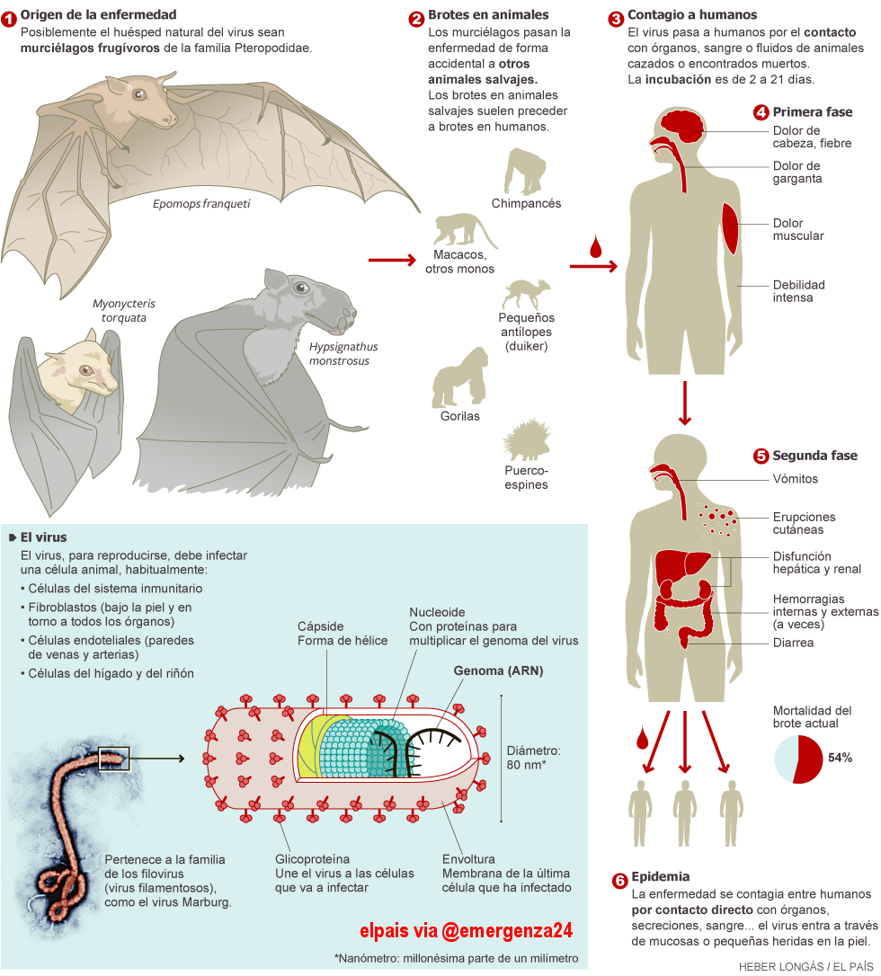 Il ciclo di Ebola (El pais)